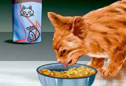 корм по возрасту